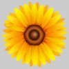 Sunflower Photography