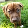 Noble Paws Photography